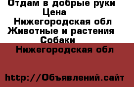 Отдам в добрые руки › Цена ­ 1 - Нижегородская обл. Животные и растения » Собаки   . Нижегородская обл.